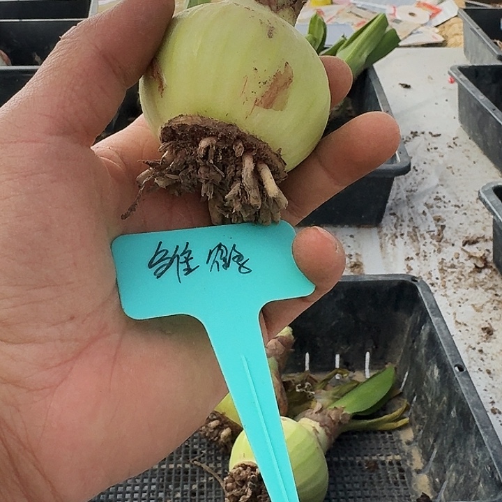 雏鹤朱顶红一棵6.0