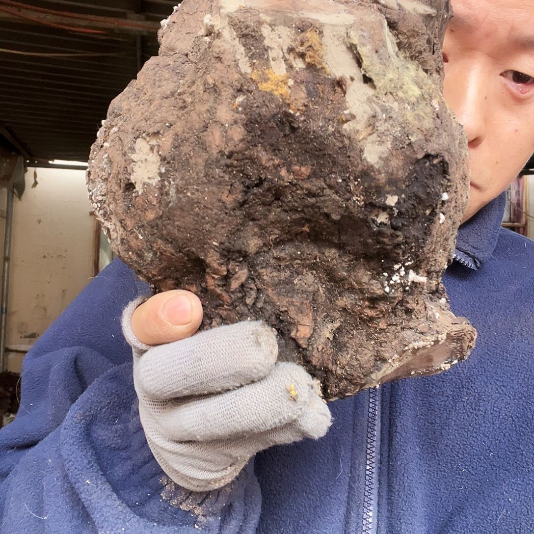 小***海无花朵0000000000300