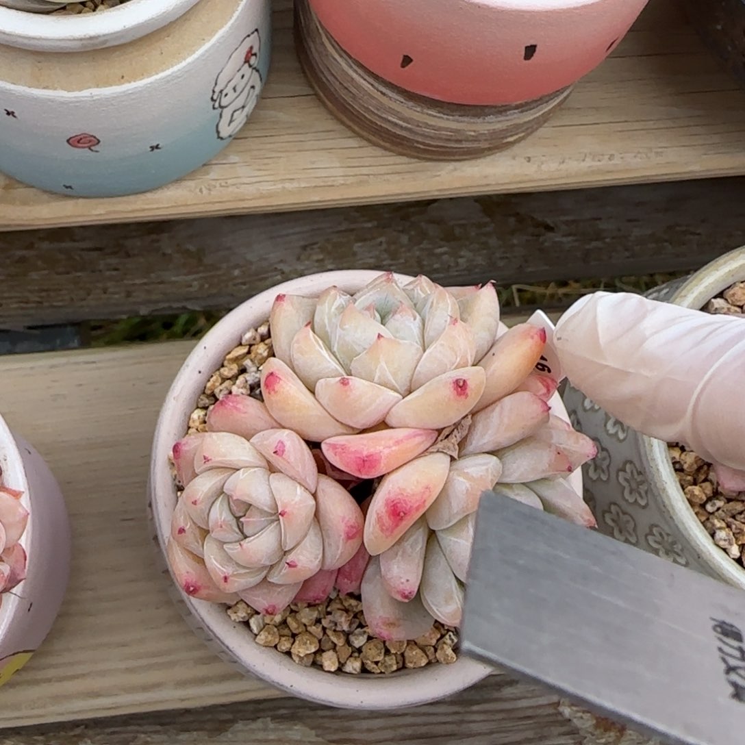 叶植庭多肉：白泽