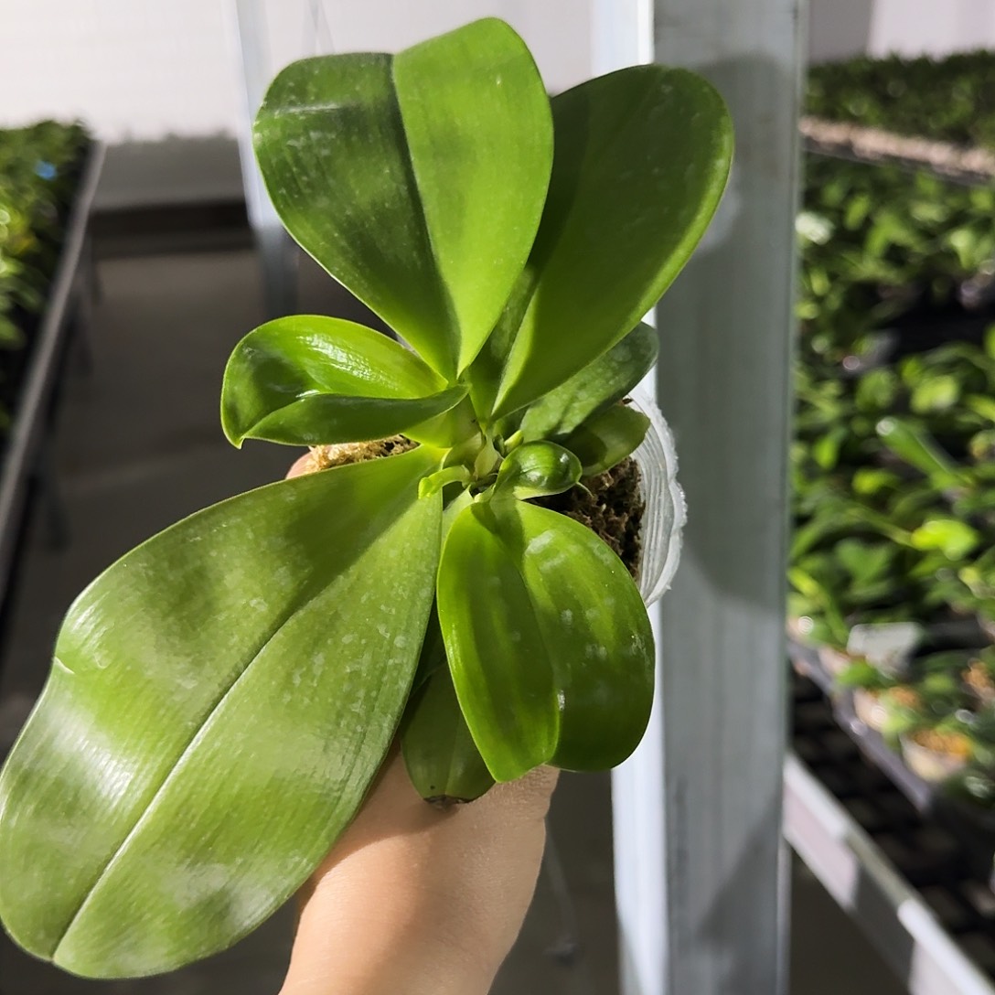 完全开放时**浅原生福利