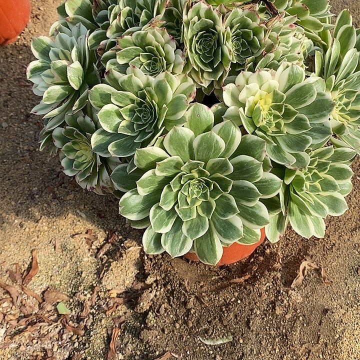 皮***丘多肉植物伊丽莎白019多肉