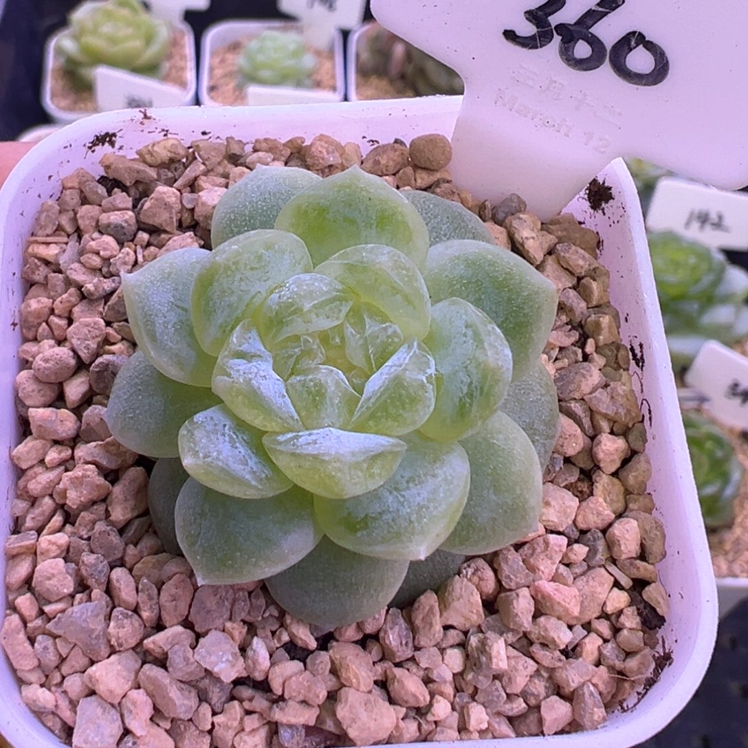 360号白冰 晗雨多肉