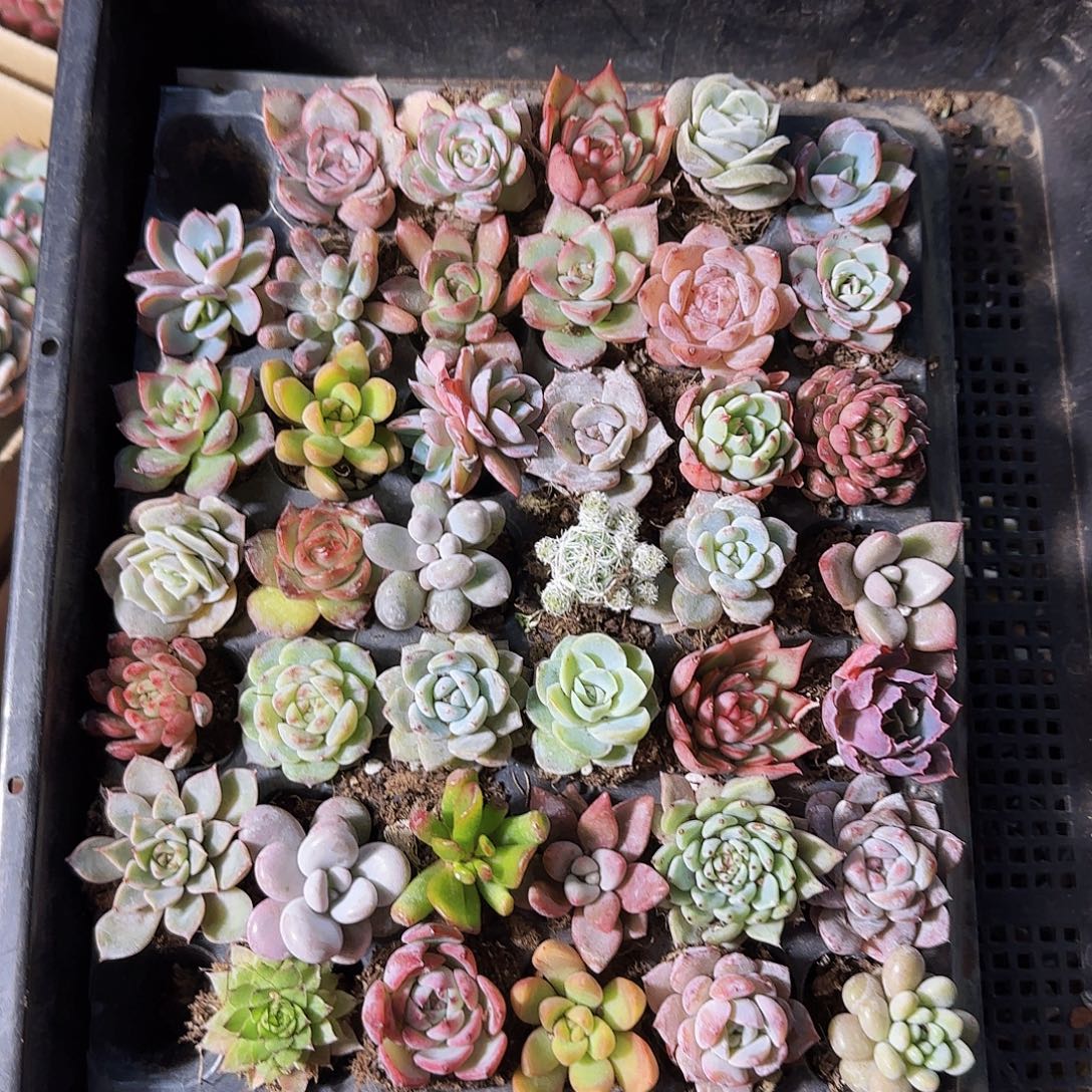 40颗2-4厘米随机30个品种左右