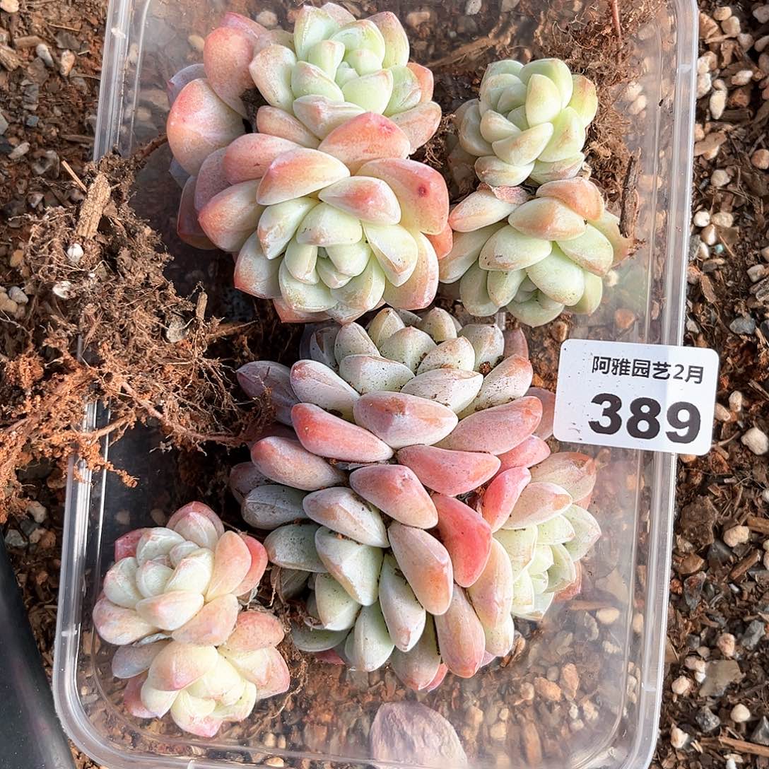 阿雅园艺。             389