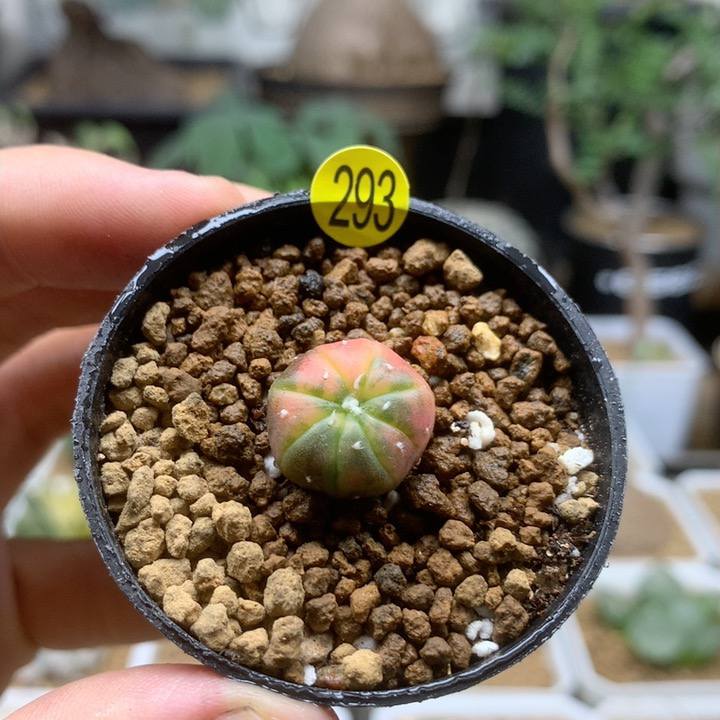 小兜锦实生带盆293