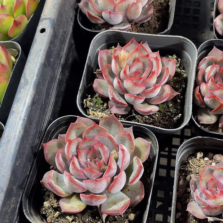 单头暗冰带盆土发货