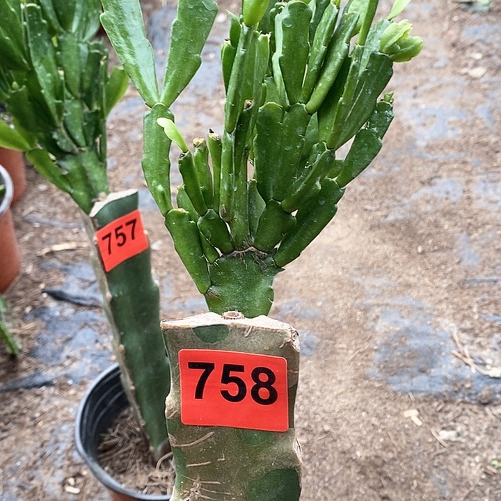 无花朵羌**姐瑕疵苗柱有晒斑047，758号新疆不包邮