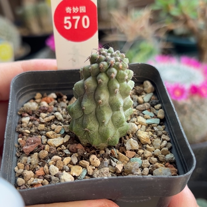 自根松风玉2.6cm一棵仙人球