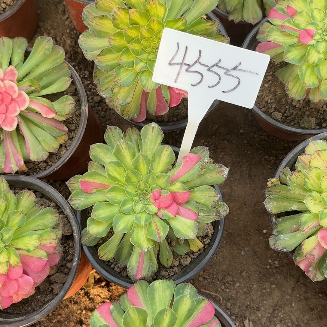 4555知否多肉法师多肉