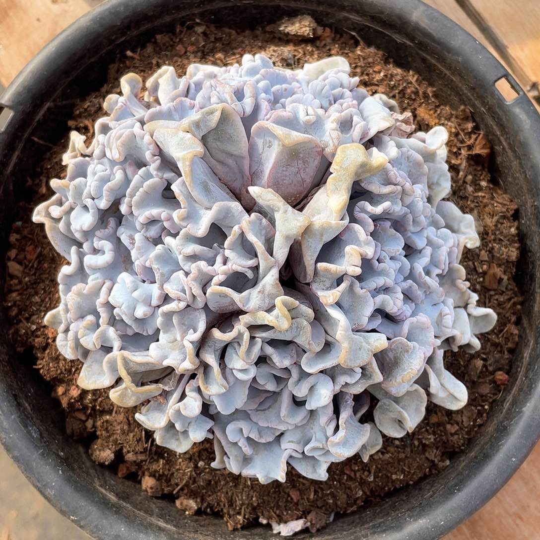 特价多肉植物多肉植物