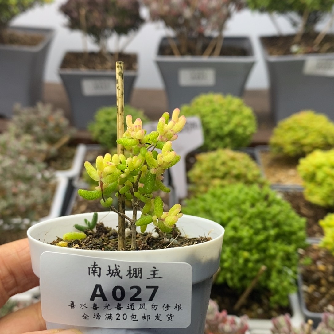 027糖球粉锦枝干