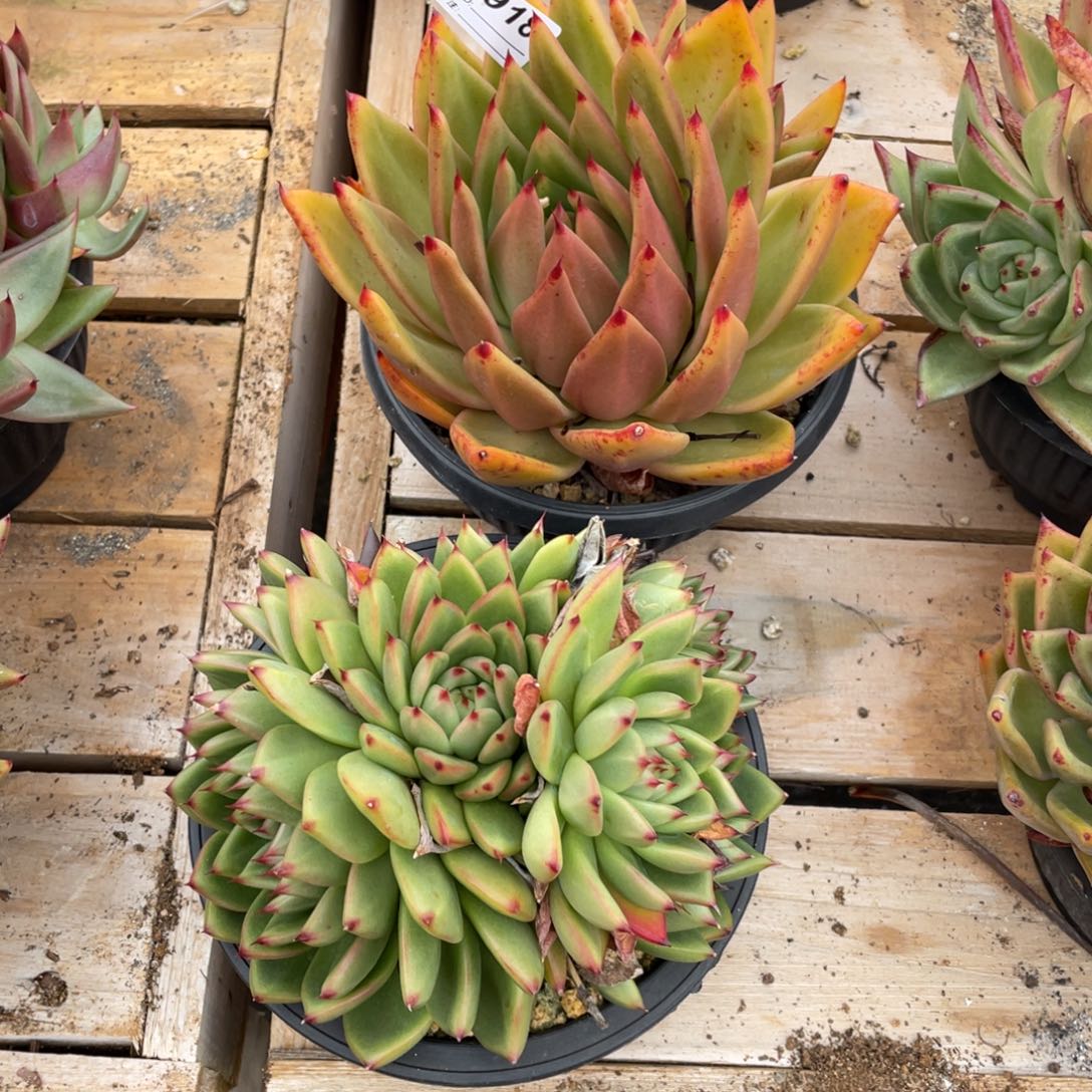 无花朵若如东云组拍E918