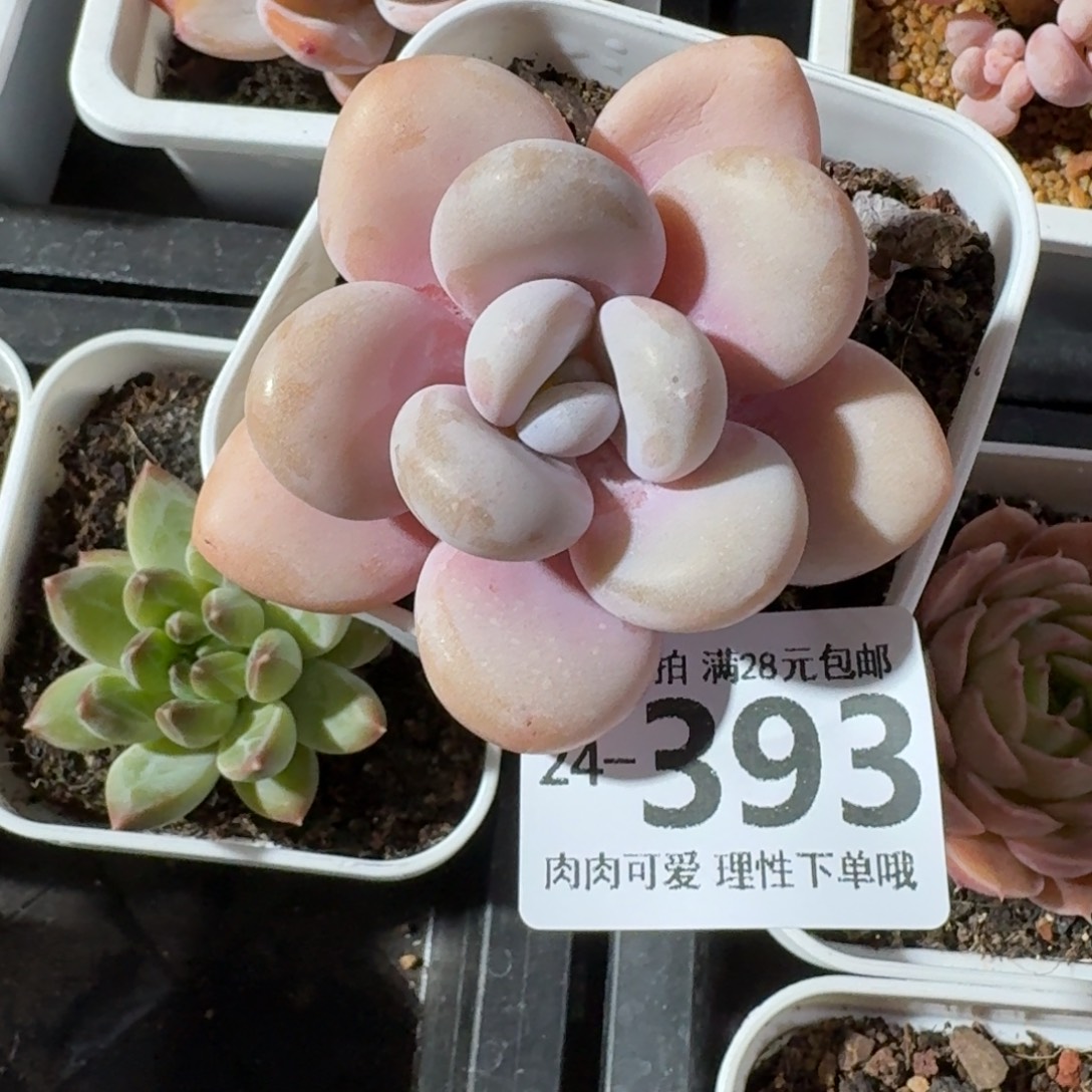 粉兔无盆土发货无盆