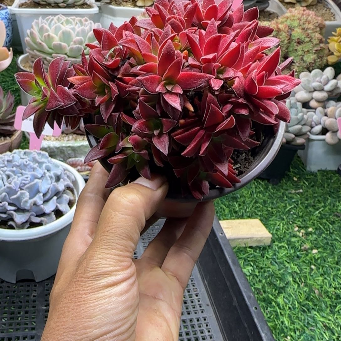 锦安精品多肉植物232