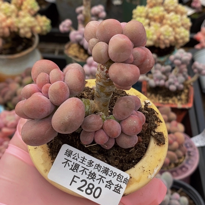 汤圆6cm280多肉植物