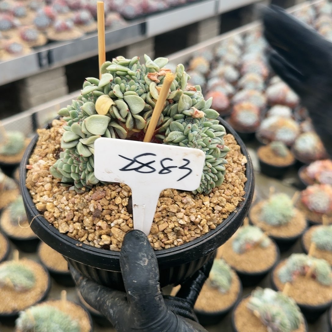 2883号58         肉