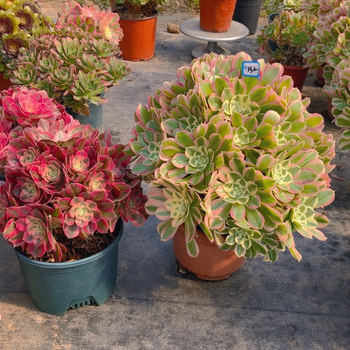 ❄️*132白凤，粉女郎多肉法师