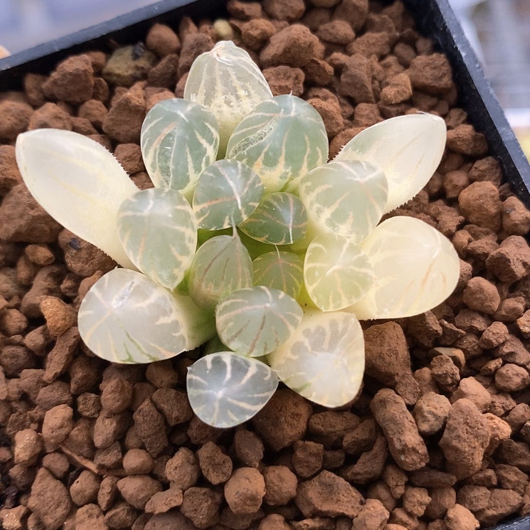 红陶306号糊斑霓虹灯玉露锦一物一拍