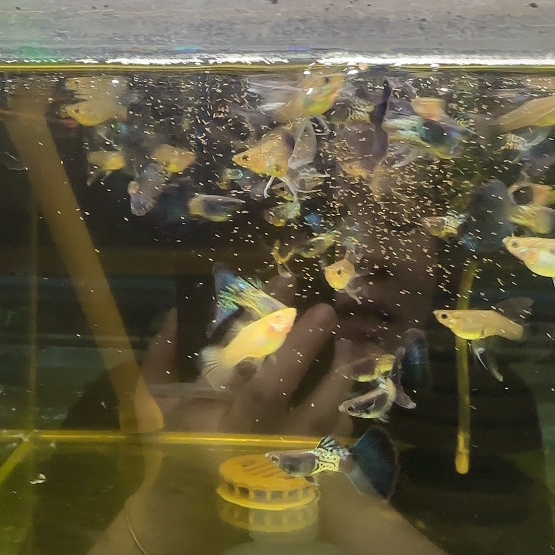 孔雀鱼蓝狮C3对随机