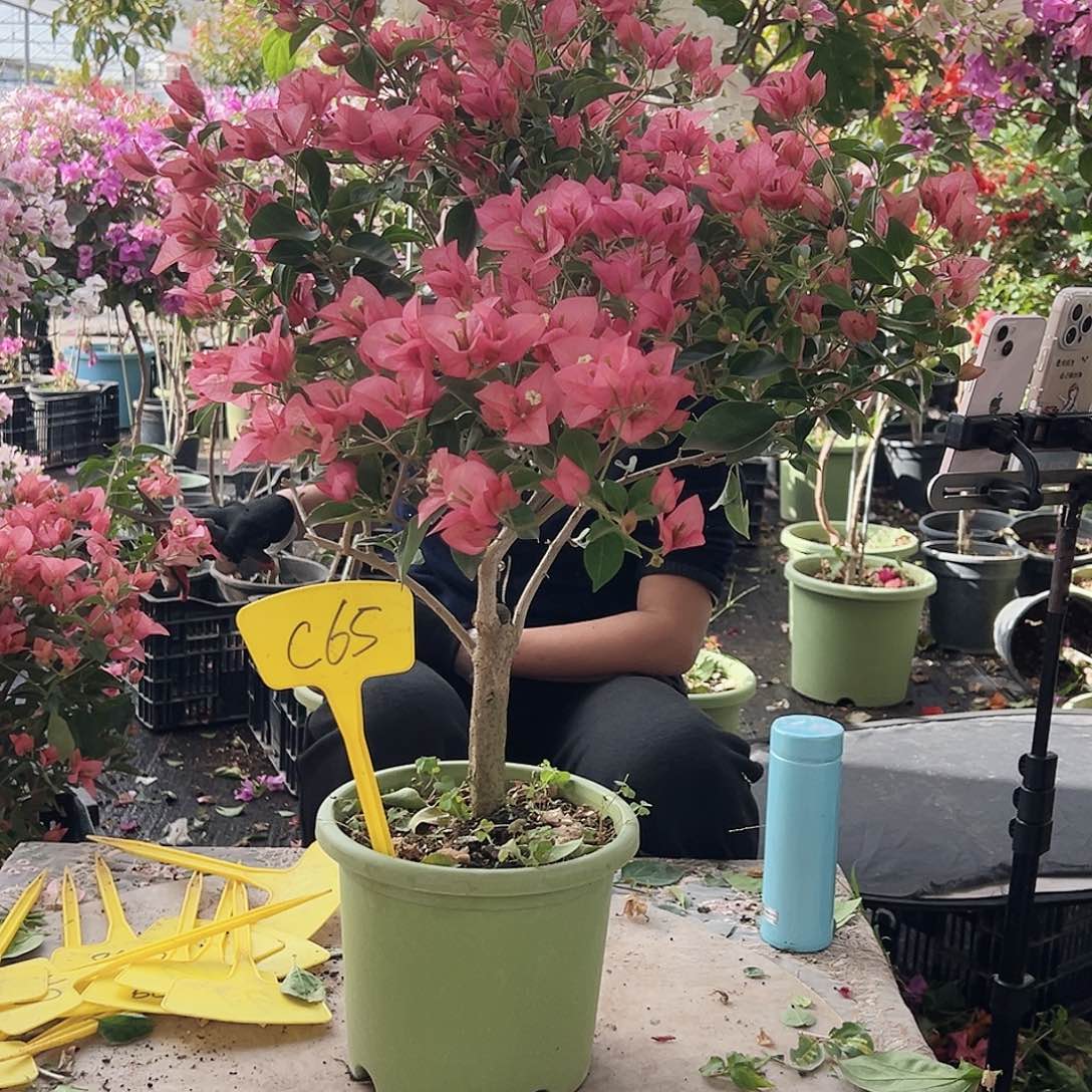 默***大部分花苞少量开放C65卡亚塔