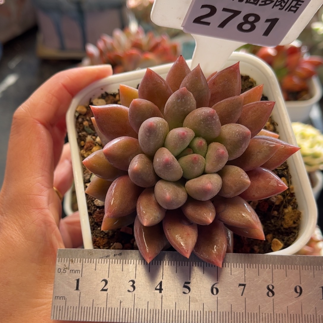 2781 满30包邮，天冷地区必拍保温箱