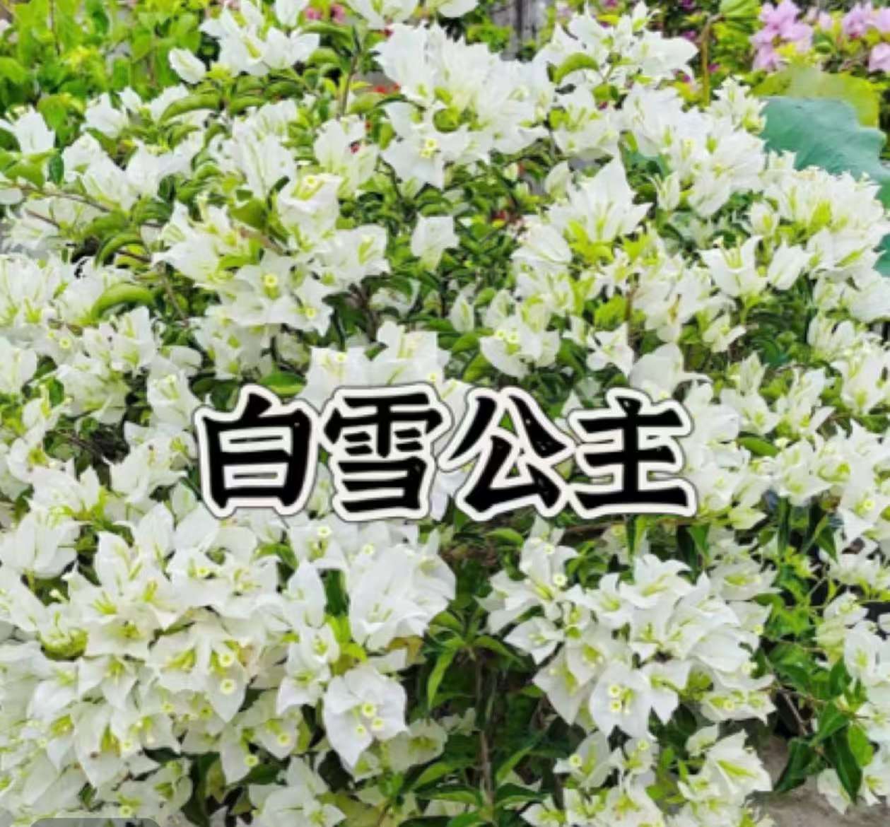 【白雪公主】三角梅运输中落花落叶光杆属正常介意慎拍拍下默认接受