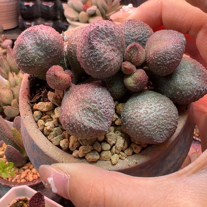 猴****        水蜜桃。   