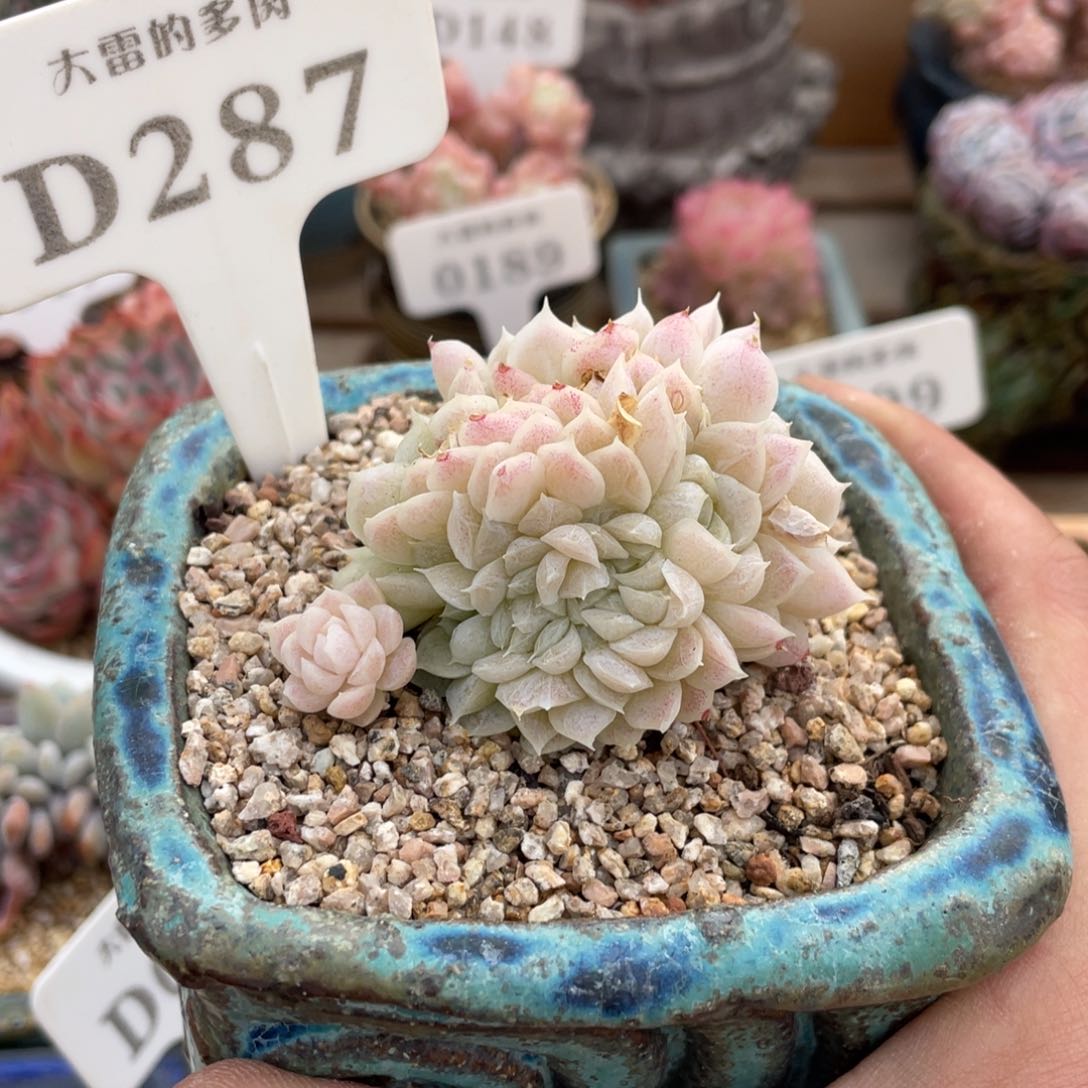 287白月影缀不带盆6厘米