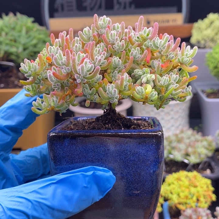 A***丶无花朵21冰红。      