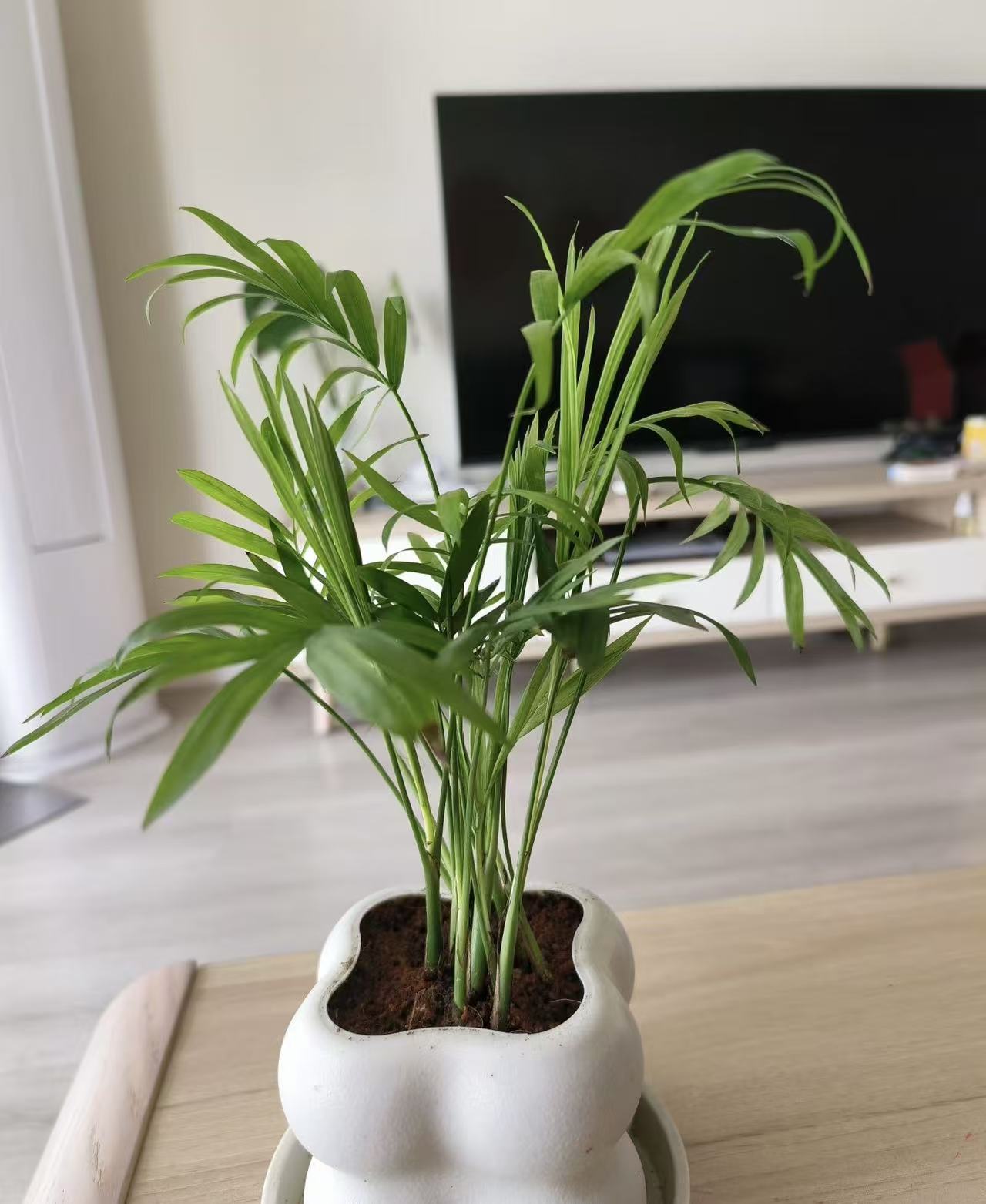 1盆凤尾竹 (两单发顺丰或京东快递)