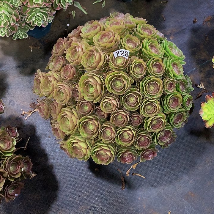 庞*姐多肉万圣节7280000