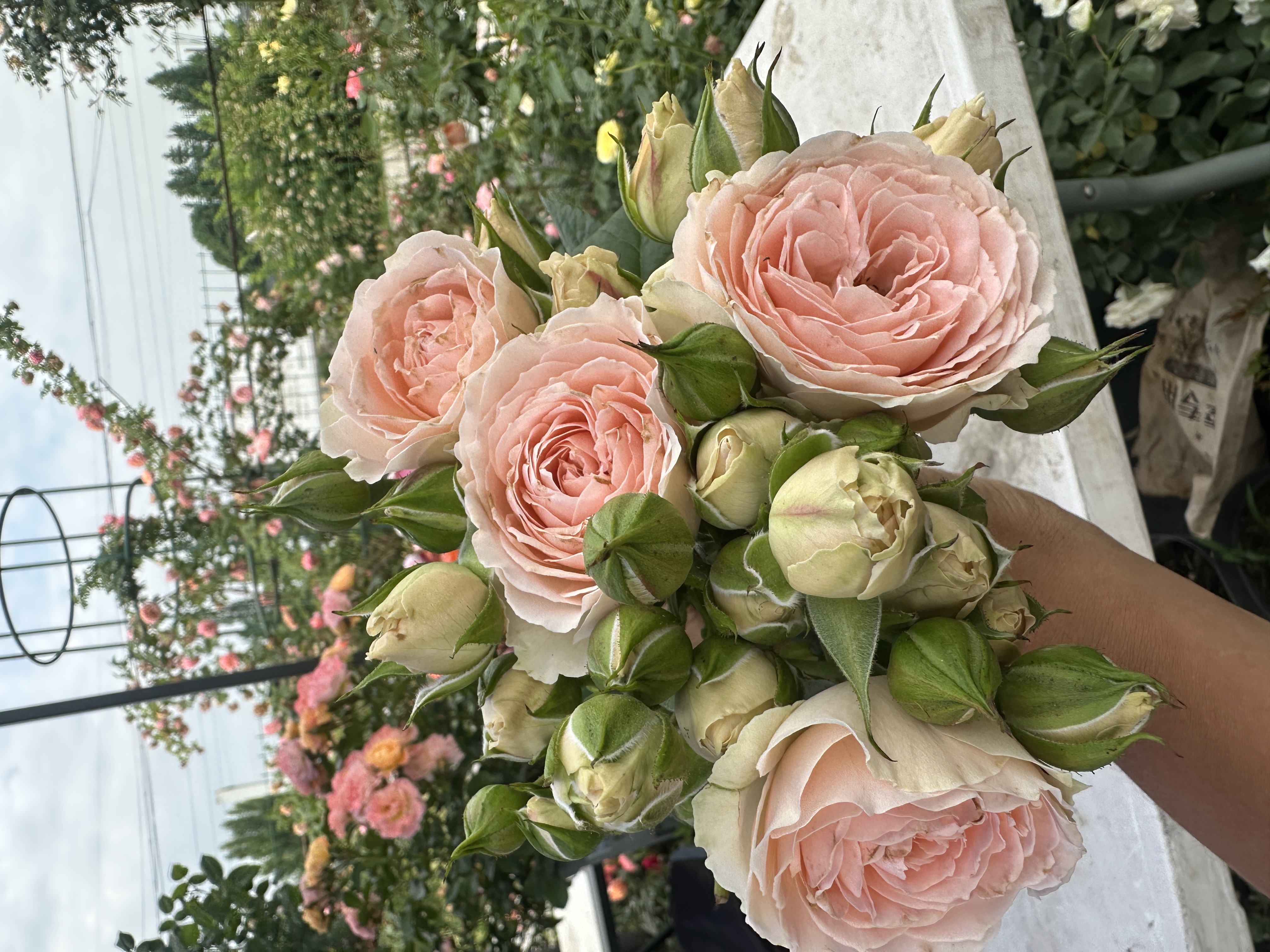 玫瑰大叔 粉色复古 灌木勤花丰花浓香抗病性强 庭院阳台花园种植