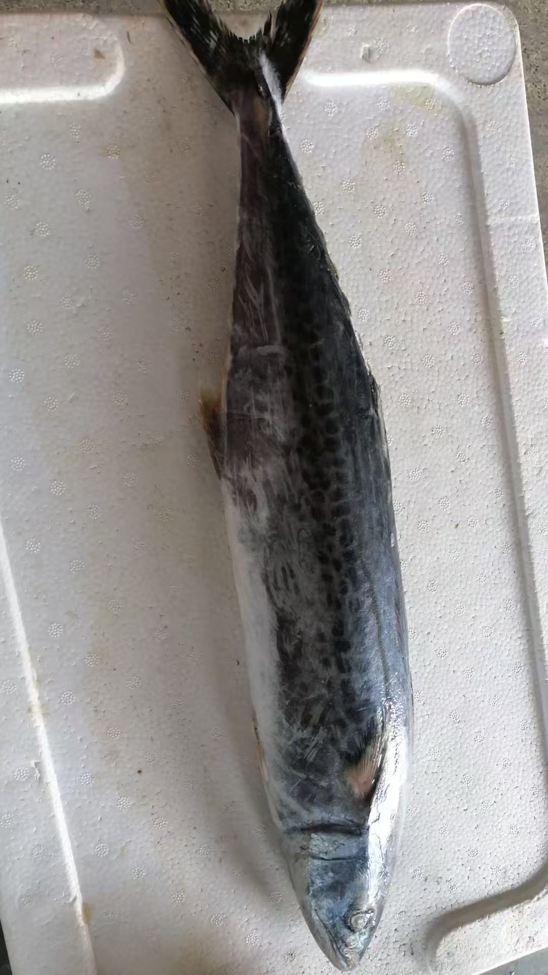 大连野生鲅鱼干冰气冻发货顺丰包邮