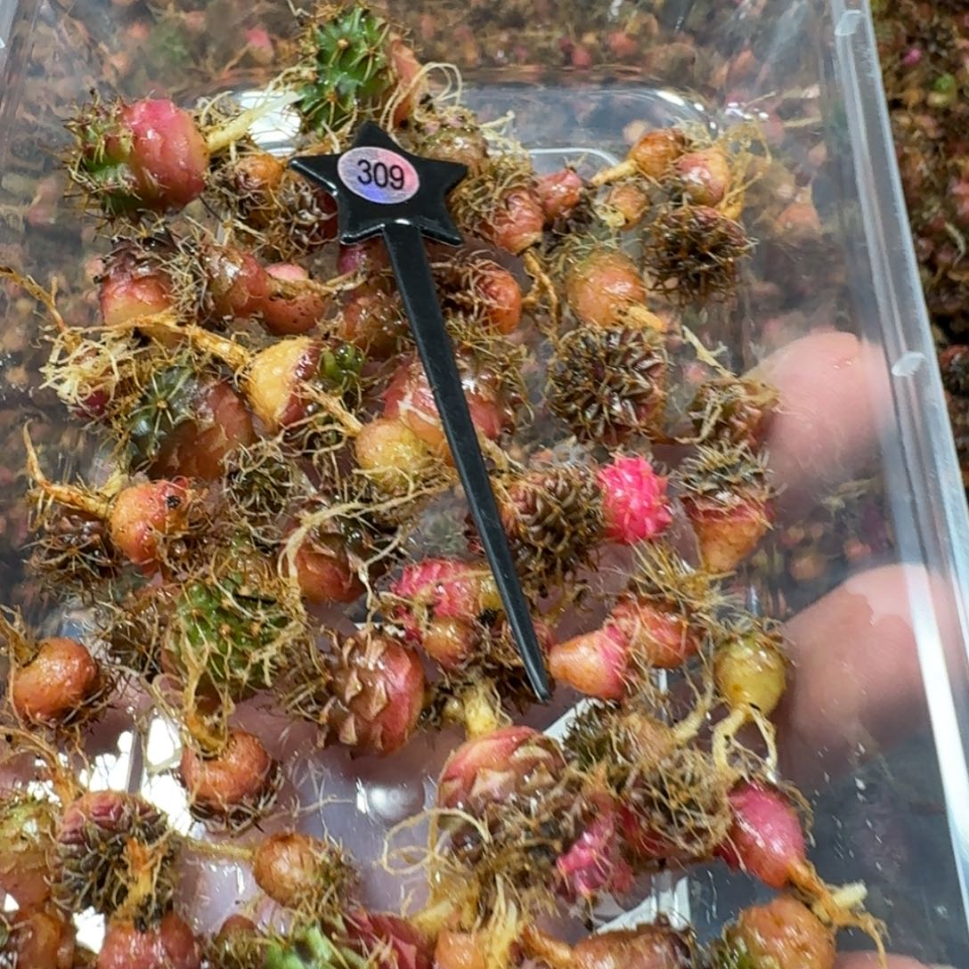 米哈实生自然锦练手球50棵左右309