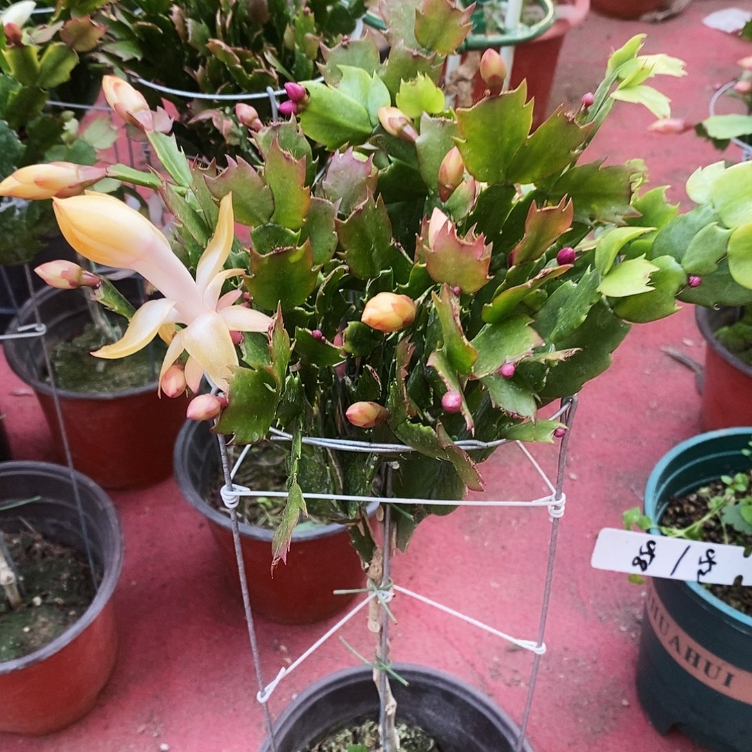 无***完全开放福利款双色