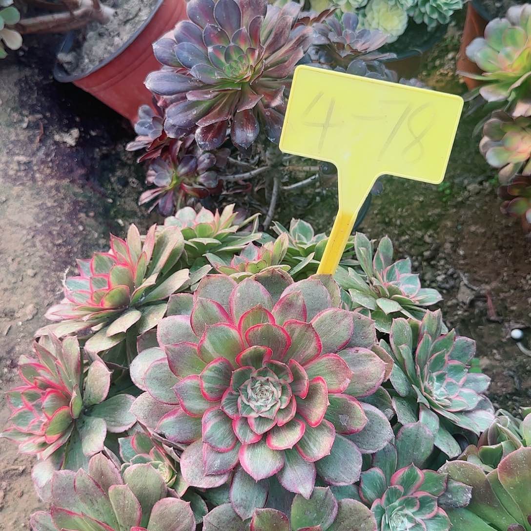 4-78--莲花座多头多肉