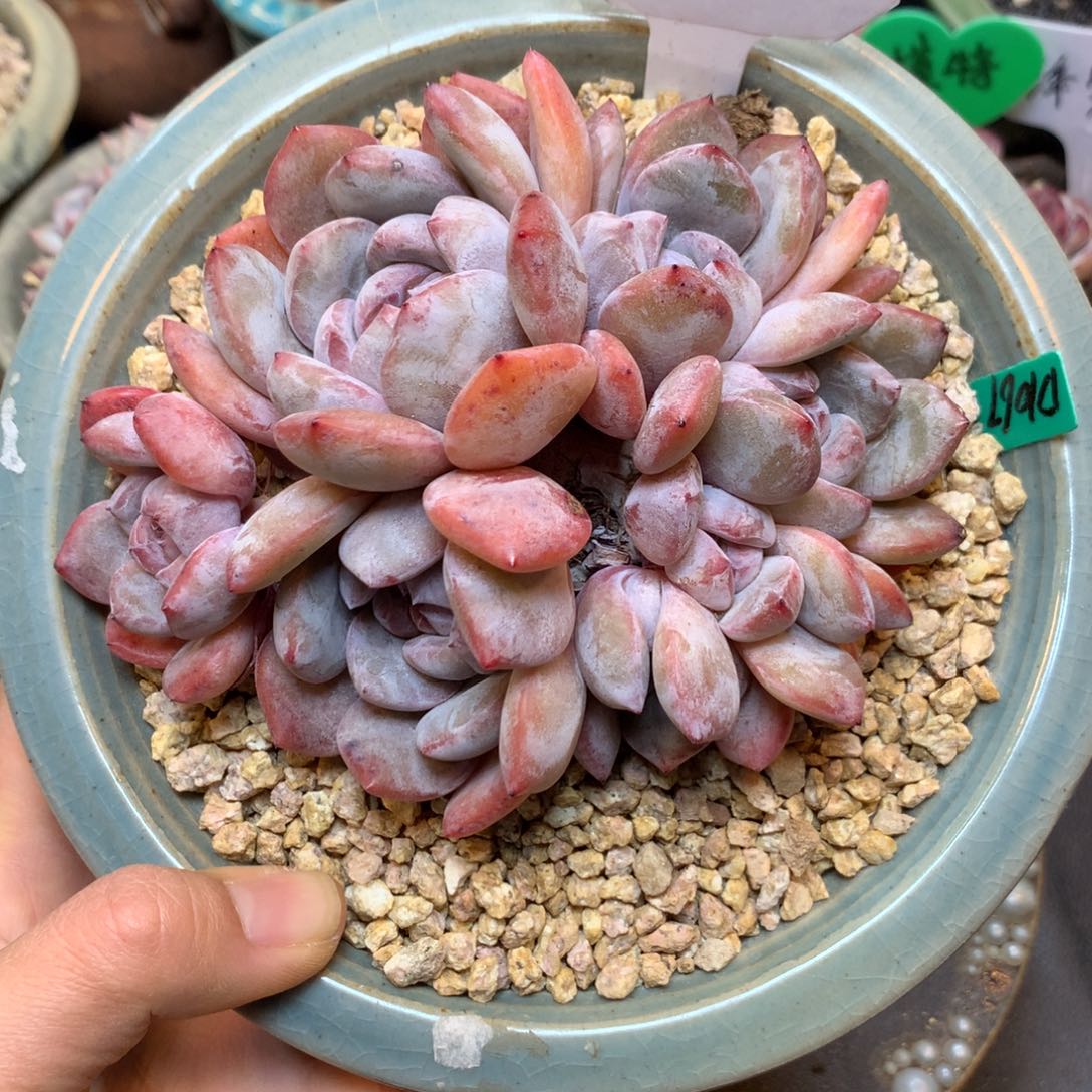 S3181 星影石榴籽 紫皮 老桩