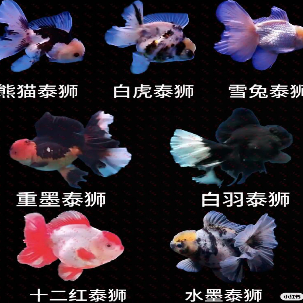 好养耐活的金鱼品种观赏鱼冷水淡水鱼金鱼泰狮金鱼压成小鱼