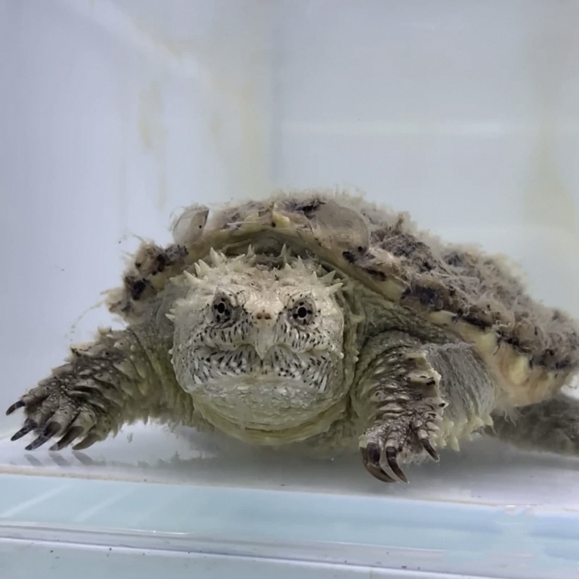  直播精选人工养殖爆刺佛鳄龟（请勿自行下单，自行下单随机发货）