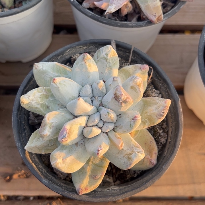 796拇指哈哈哈哈哈哈哈