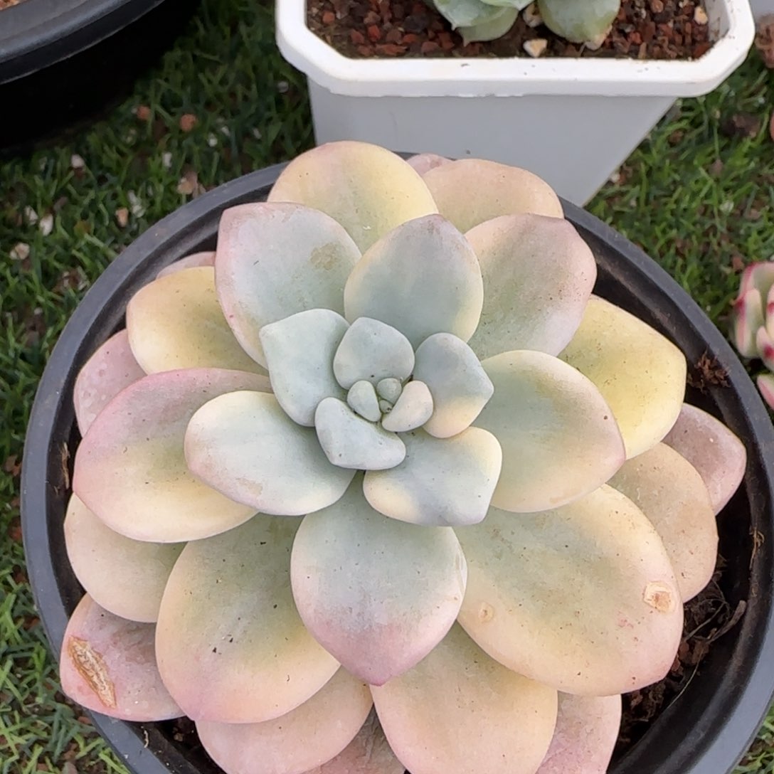 洛神锦群多肉植物