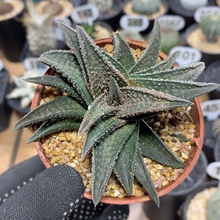 硬叶十二卷鬼瓦32号9cm