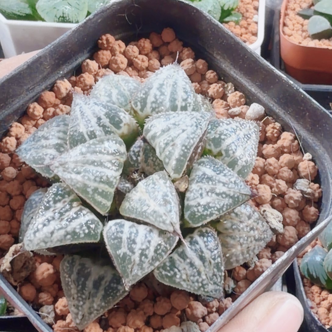 十二卷雪景色母本开播福利