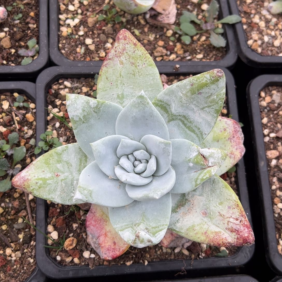 2041牡丹哈哈哈哈哈哈多肉