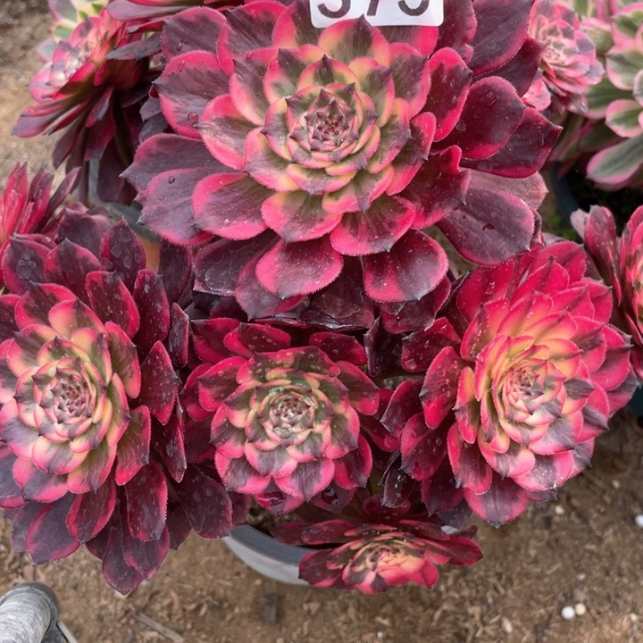 375多肉植物烟花有断枝