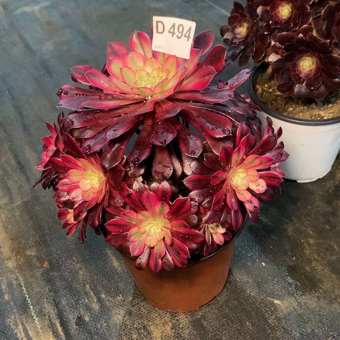 黑铜白494多肉111111