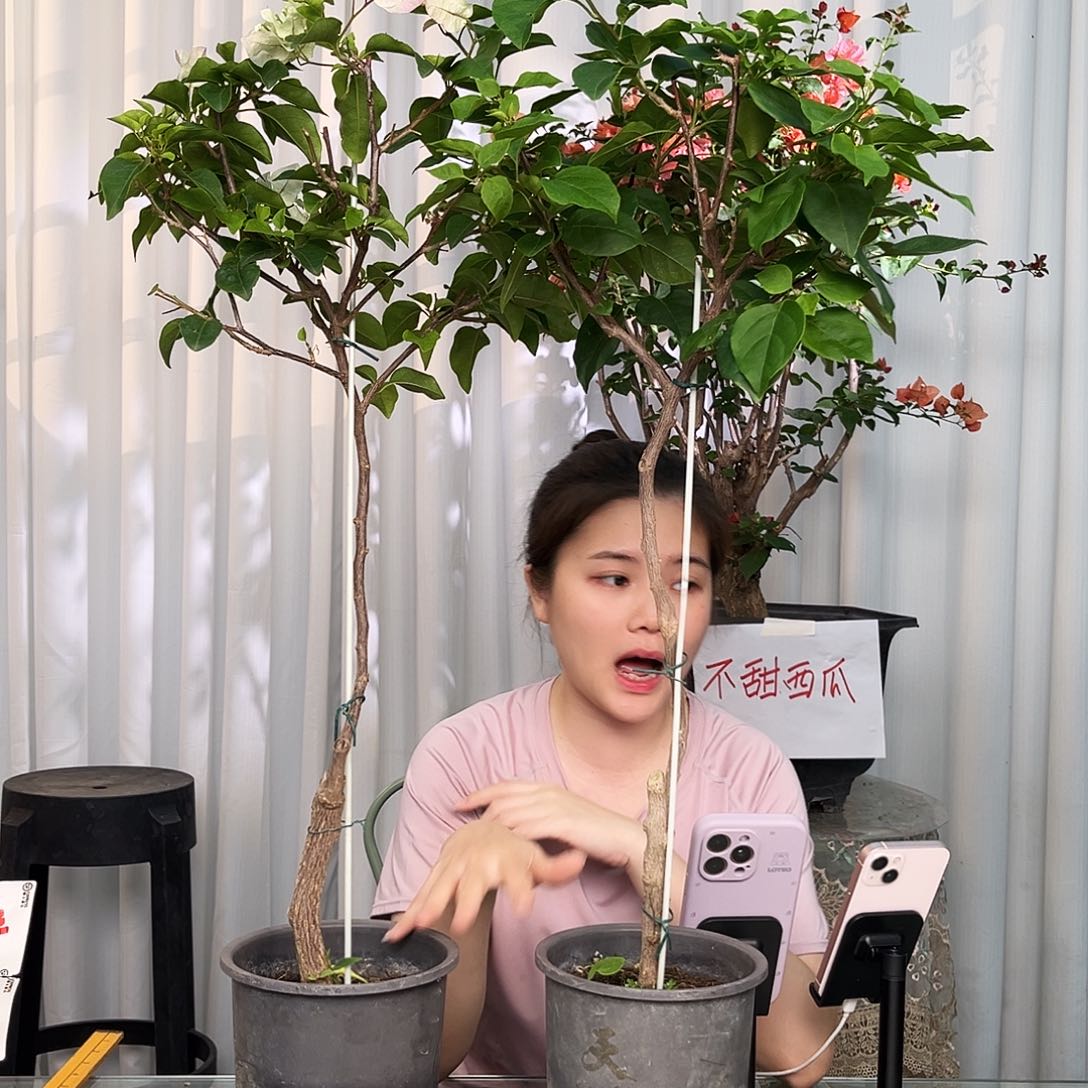 当前无花栽培后可以开花绿樱棒棒糖一颗