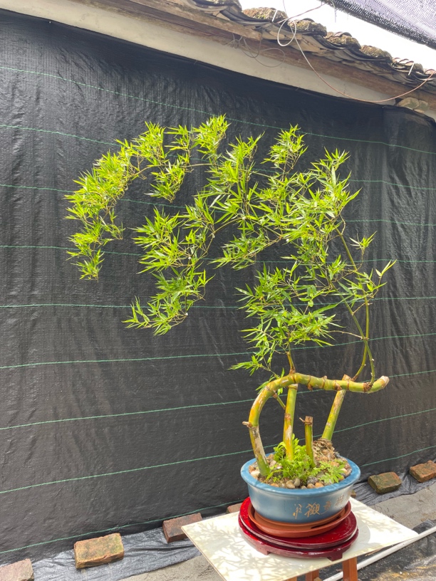 广东小叶簕竹生桩直播间一物一拍