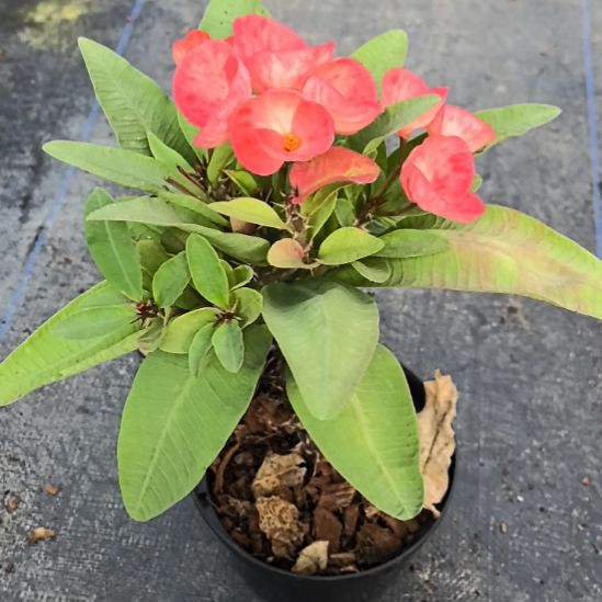 夏***荷完全开放遇见爱直播间一物一拍