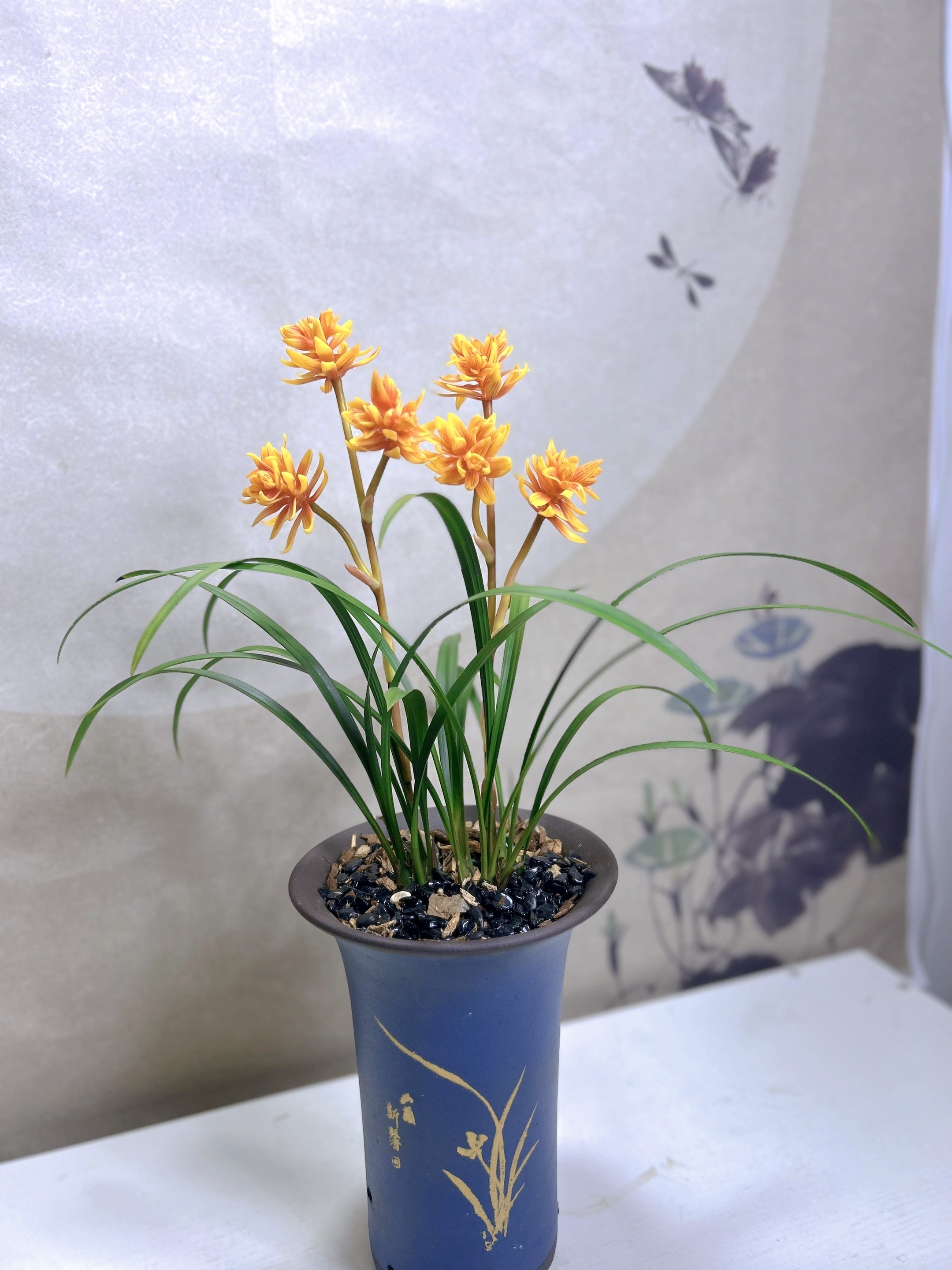 春兰-黄金奇蝶-浓香型奇花- 好养绿植花卉